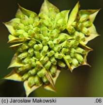 Bupleurum rotundifolium (przewiercień okrągłolistny)