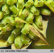 Bupleurum rotundifolium (przewiercień okrągłolistny)