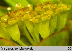 Bupleurum rotundifolium (przewiercień okrągłolistny)