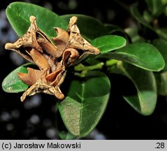 Buxus sempervirens (bukszpan wieczniezielony)