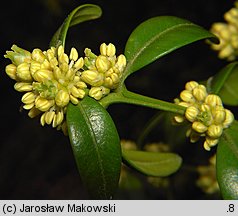 Buxus sempervirens (bukszpan wieczniezielony)