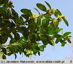 Buxus sempervirens (bukszpan wieczniezielony)