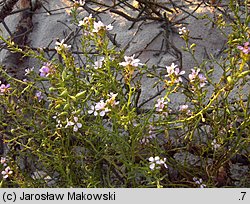 Cakile maritima ssp. baltica (rukwiel nadmorska bałtycka)