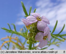 Cakile maritima ssp. baltica (rukwiel nadmorska bałtycka)