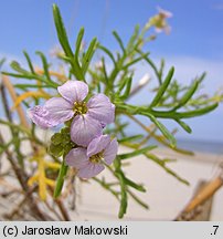 Cakile maritima ssp. baltica (rukwiel nadmorska bałtycka)