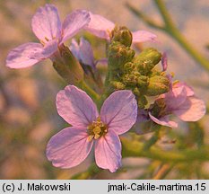 Cakile maritima ssp. baltica (rukwiel nadmorska bałtycka)