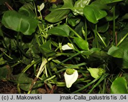 Calla palustris (czermień błotna)