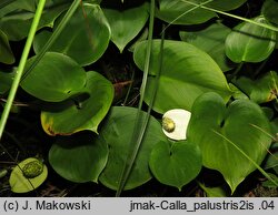 Calla palustris (czermień błotna)