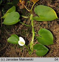 Calla palustris (czermień błotna)