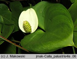 Calla palustris (czermień błotna)