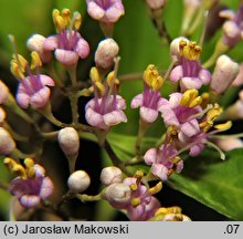 Callicarpa japonica (pięknotka japońska)