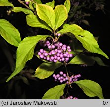 Callicarpa japonica (pięknotka japońska)