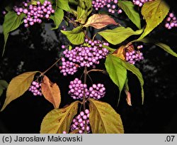 Callicarpa japonica (pięknotka japońska)