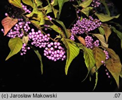 Callicarpa japonica (pięknotka japońska)