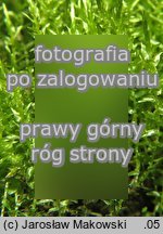 Calliergon cordifolium (mokradłosz sercowaty)
