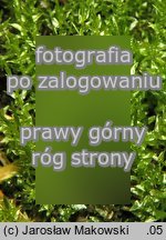 Calliergon cordifolium (mokradÅ‚osz sercowaty)