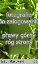Calliergon cordifolium (mokradÅ‚osz sercowaty)