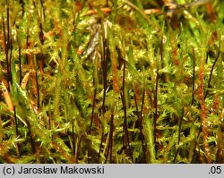 Calliergonella cuspidata (mokradłoszka zaostrzona)