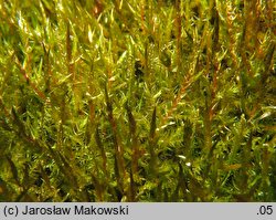 Calliergonella cuspidata (mokradłoszka zaostrzona)