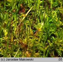 Calliergonella cuspidata (mokradłoszka zaostrzona)