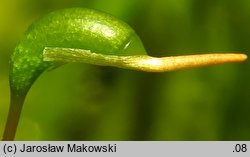 Calliergonella cuspidata (mokradłoszka zaostrzona)