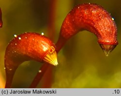 Calliergonella cuspidata (mokradłoszka zaostrzona)