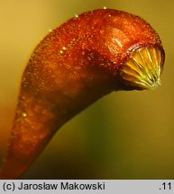 Calliergonella cuspidata (mokradłoszka zaostrzona)