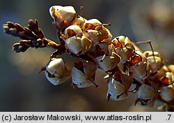 Calluna vulgaris