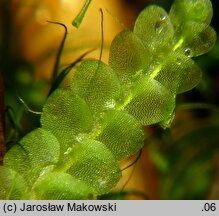 Calypogeia muelleriana (przyziemka Müllera)