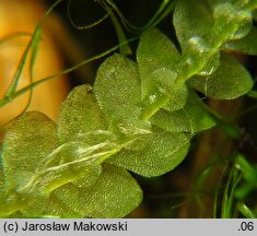 Calypogeia muelleriana (przyziemka Müllera)