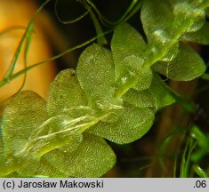 Calypogeia muelleriana (przyziemka Müllera)