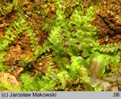 Calypogeia muelleriana (przyziemka Müllera)