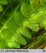 Calypogeia muelleriana (przyziemka Müllera)