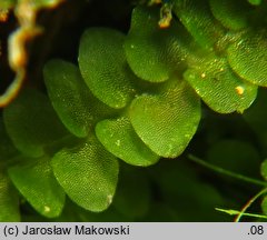 Calypogeia muelleriana (przyziemka Müllera)