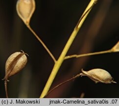 Camelina sativa (lnicznik siewny)