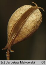 Camelina sativa (lnicznik siewny)