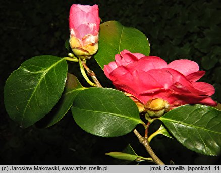 Camellia japonica (kamelia japońska)