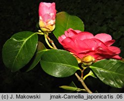 Camellia japonica (kamelia japońska)