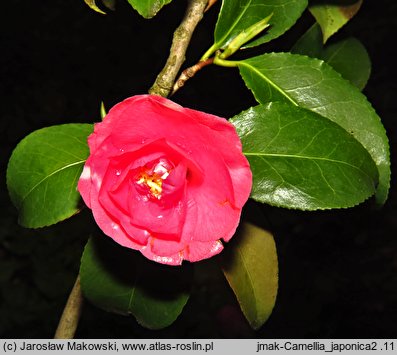 Camellia japonica (kamelia japońska)