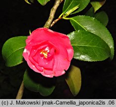 Camellia japonica (kamelia japońska)