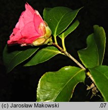 Camellia japonica (kamelia japońska)