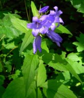 Campanula latifolia