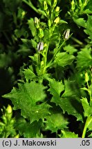 Campanula garganica (dzwonek gargański)