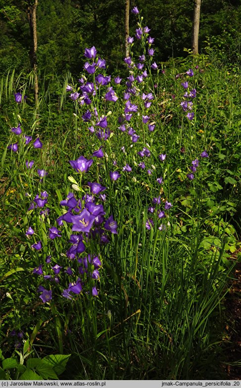 Campanula persicifolia (dzwonek brzoskwiniolistny)