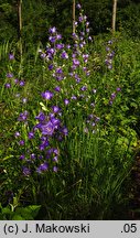 Campanula persicifolia (dzwonek brzoskwiniolistny)