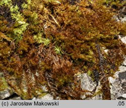 Campyliadelphus chrysophyllus (złotnik suchy)