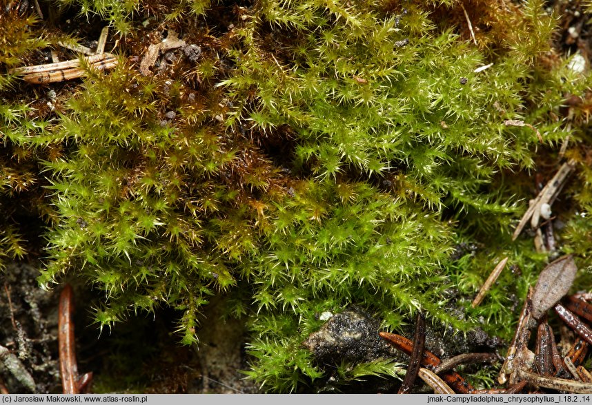 Campyliadelphus chrysophyllus (złotnik suchy)