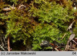 Campyliadelphus chrysophyllus (złotnik suchy)