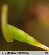 Campylidium calcareum (krzywolistek wapienny)