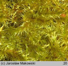 Campylium stellatum (złocieniec gwiazdkowaty)